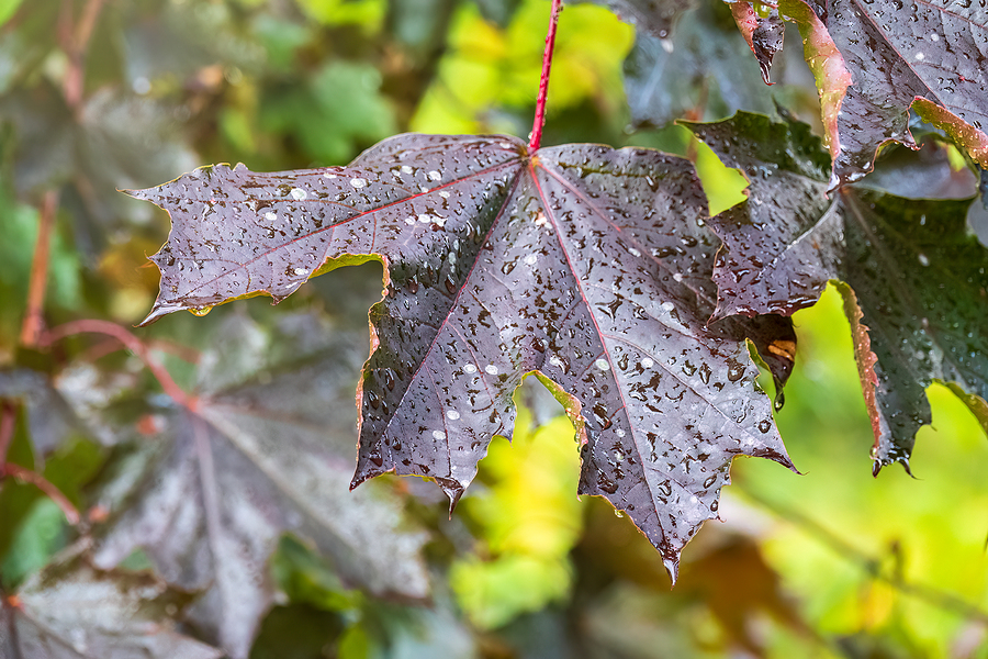 commercial irrigation systems
